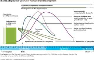 Human Brain Development