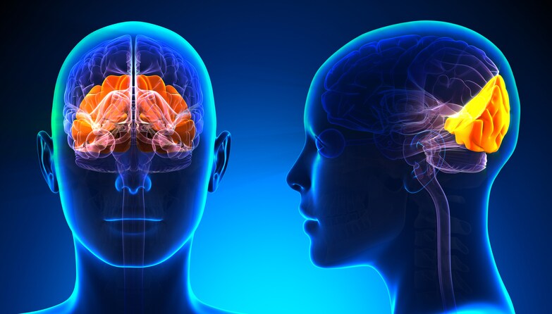 Female Occipital Lobe Brain Anatomy - blue concept