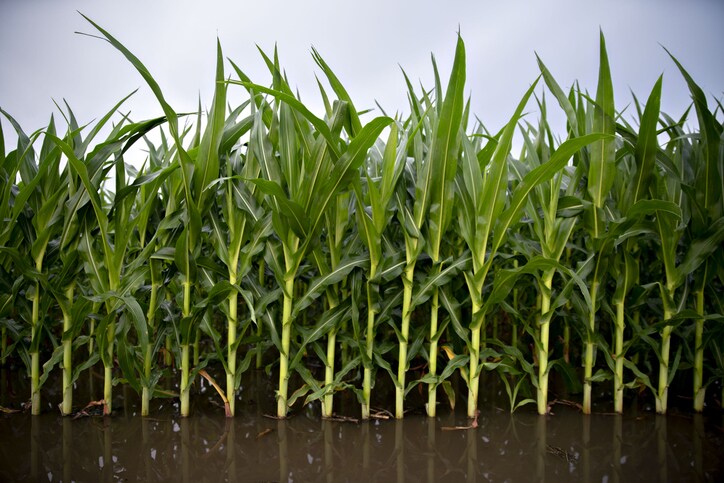 Standing water surrounds corn plants at the edge of a field in Illinois, U.S. Photographer: Daniel Acker/Bloomberg