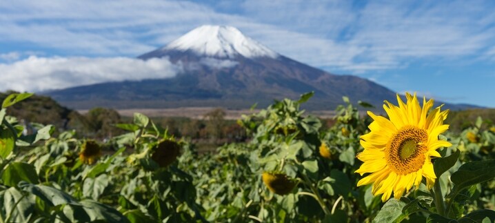sunflowers in front of Mount Fuji